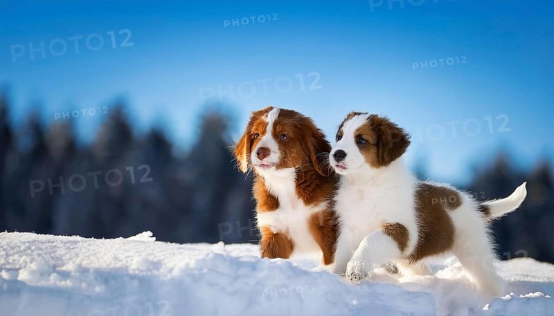 KI generated, dog, dogs, puppy, one, two, three, play, snow, winter, autumn leaves, blue sky, Kromfohrländer, Fox Terrier, (Canis lupus familiaris), German dog breed, rough coat, smooth coat, studio, AI generated