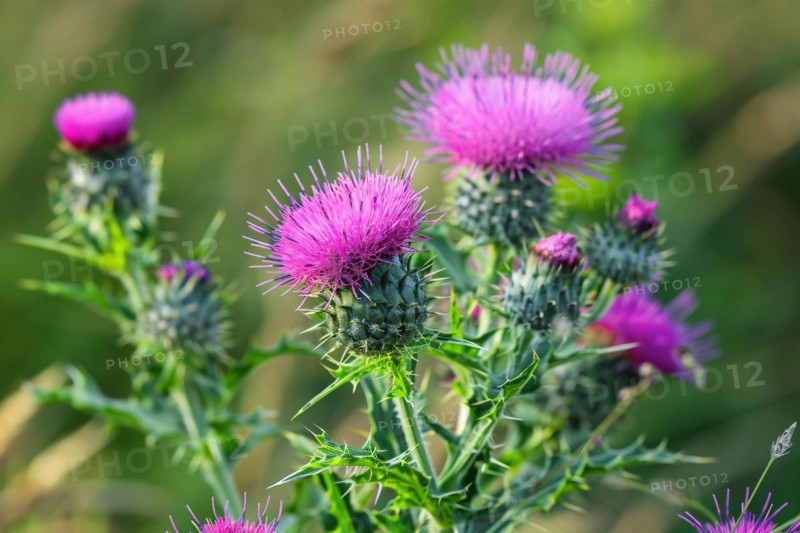 Purple thistles in bloom. KI generiert, generiert, AI generated