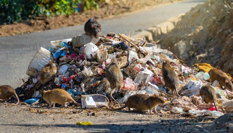 Symbolism, a pile of rotting rubbish on the side of the road, with rats on it, AI-generated, AI-generated, AI generated