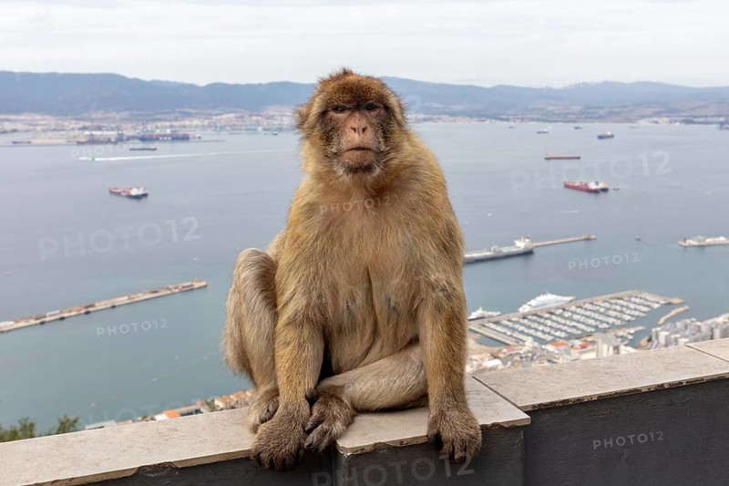 Large monkey sitting on a railing with harbour view and sea in the background, Gibraltar, Barbary macaque (Macaca sylvanus), Europe