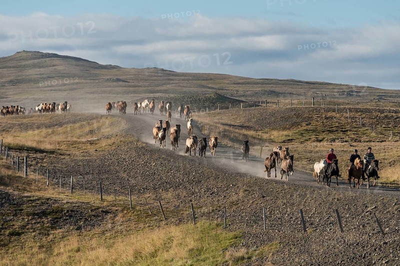 Icelandic horses (Equus islandicus) and mounted drivers at a horse round-up or réttir, dust cloud, near Laugarbakki, North Iceland, Iceland, Europe