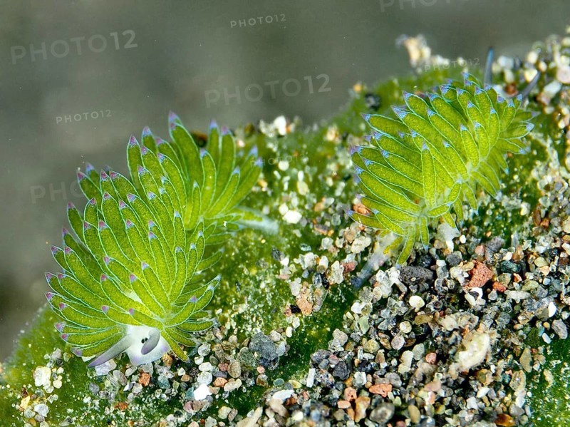 Two green snails, leaf sheep snail (Costasiella kuroshimae), on sandy soil. The snail is also called Shaun the Sheep. Sea snail with kleptoplastids. The chloroplasts taken up by the green alga Avrainvillea lacerata and stored in its own body are clearly visible. Body length approx. 3 mm. Dive site Puri Jati, Umeanyar, Bali, Indonesia, Asia