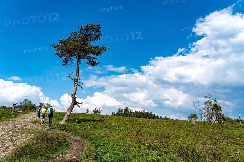 Landscape on the Kahler Asten, mountain, in the Hochsauerland district, Hochheide, North Rhine-Westphalia, Germany, Europe