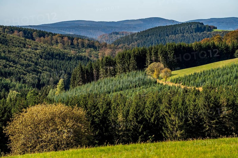 Commercial forest, landscape in the Sauerland, near Altastenberg, Hochsauerlandkreis, North Rhine-Westphalia, Germany, Europe