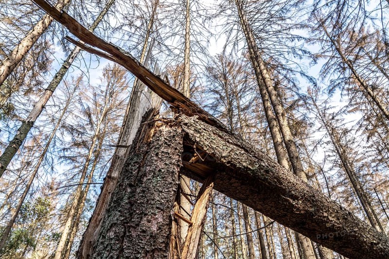 Forest dieback in Arnsberg Forest, northern Sauerland, dead spruce trees, deadwood, North Rhine-Westphalia, Germany, Europe