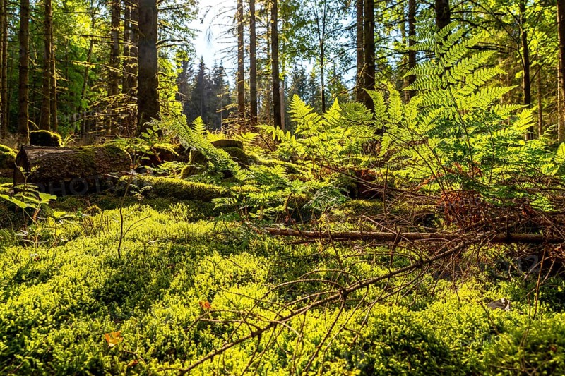 Forest, Sauerland landscape, mosses and ferns, Rothaargebirge, north-west, above the town of Bad Berleburg, North Rhine-Westphalia, Germany, Europe