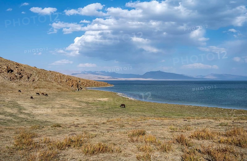 Horses grazing on the shore of a mountain lake, Lake Song Kul, Naryn region, Kyrgyzstan, Asia