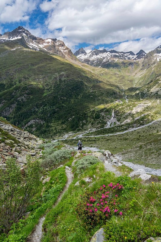 Mountaineer on hiking trail in front of picturesque mountain landscape with blooming alpine roses, rocky mountain peaks with snow, valley Zemmgrund with Zemmbach, mountain panorama with summit Ochsner and Zsigmondyspitze, Berliner Höhenweg, Zillertal Alps, Tyrol, Austria, Europe