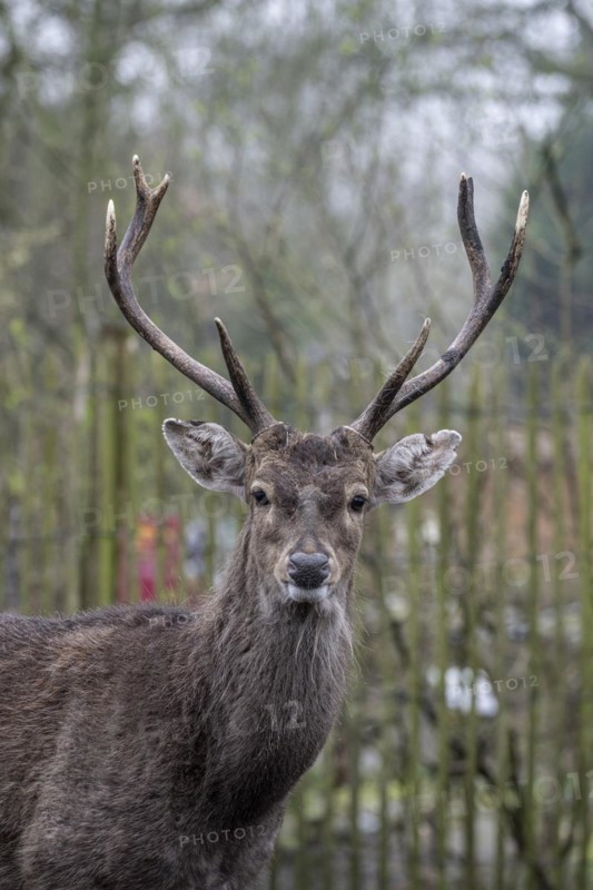 Vietnamese sika deer (Cervus nippon pseudaxis), portrait, Nordhorn Zoo, Lower Saxony, Germany, Europe