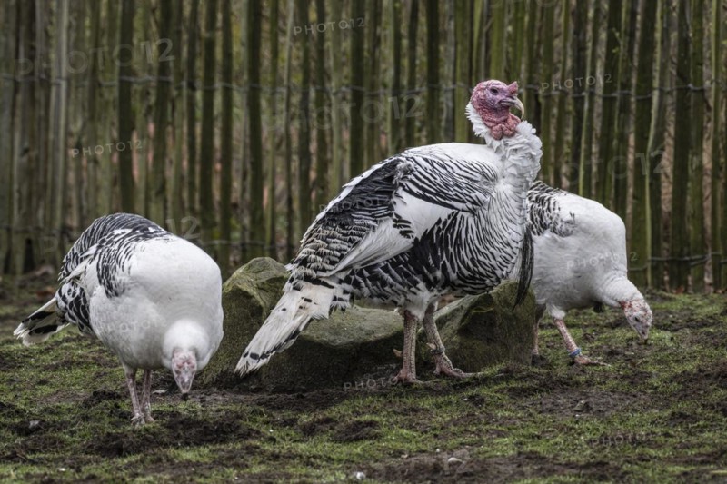 Cröllwitz turkeys (Meleagris gallopavo f. domestica), Tierpark Nordhorn, Lower Saxony, Germany, Europe