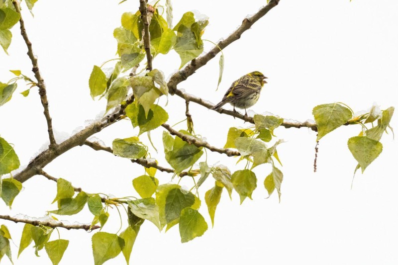 A Serinus serinus sitting on the branch of a black poplar with green leaves, singing, chirping, Hesse, Germany, Europe