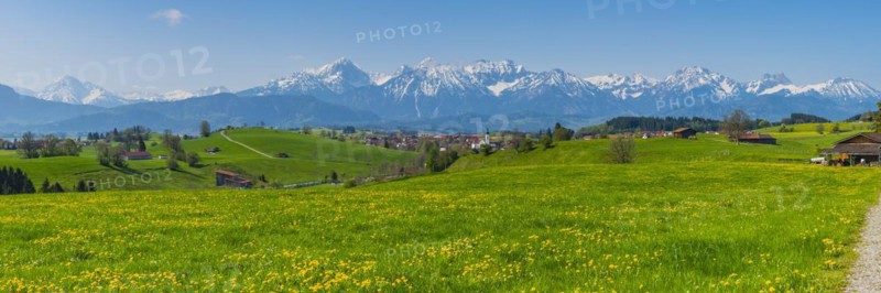Common dandelion (Taraxacum sect. Ruderalia) in spring, meadow near Rieden am Forggensee, Ostallgäu, Allgäu, Bavaria, Germany, Europe