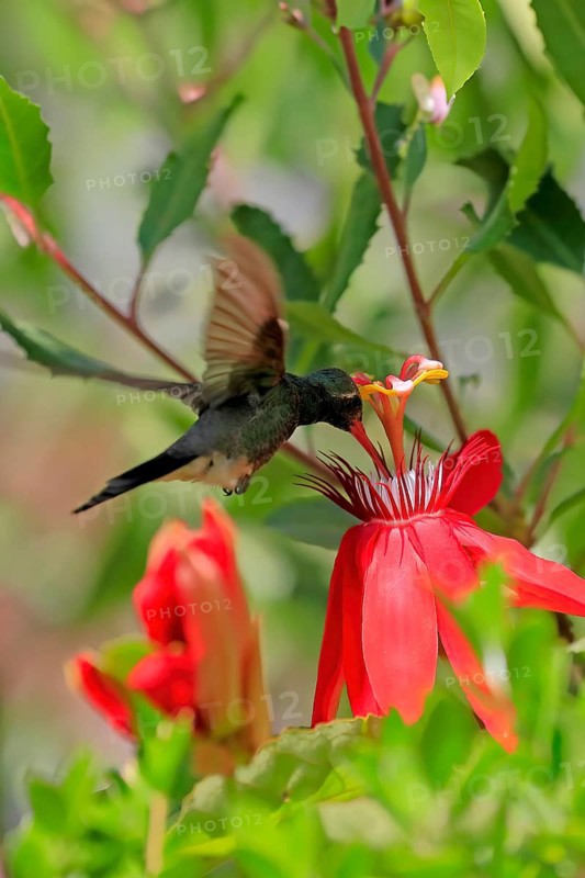 Broad-billed hummingbird (Cynanthus latirostris), adult, male, flying, on flower, foraging, Sonoran Desert, Arizona, North America, USA, North America