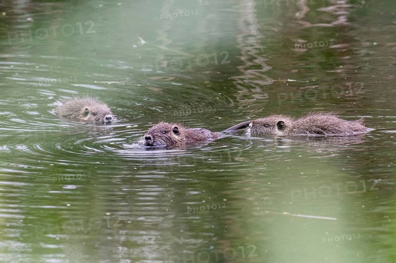 Nutrias (Myocastor coypus), Baden-Württemberg, Germany, Europe