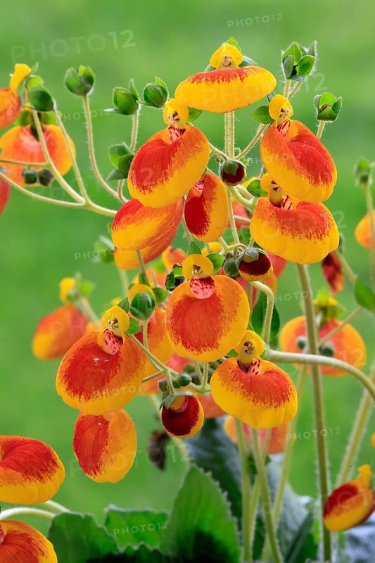 Slipper flower (Calceolaria Hybride), flowering, Elllerstadt, Germany, Europe