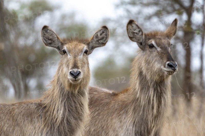 Ellipsen waterbuck (Kobus ellipsiprymnus), two adult females, animal portrait, Kruger National Park, South Africa, Africa