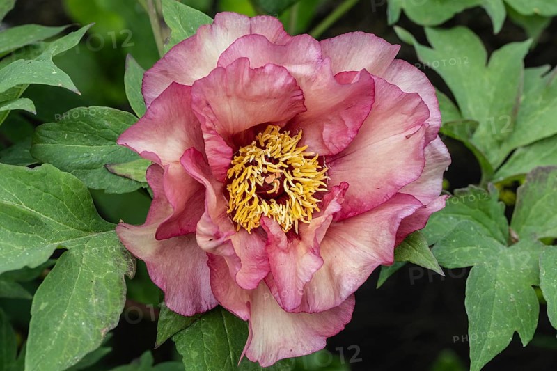 Shrub peony (Paeonia suffruticosa Ruffled Sunset), Emsland, Lower Saxony, Germany, Europe