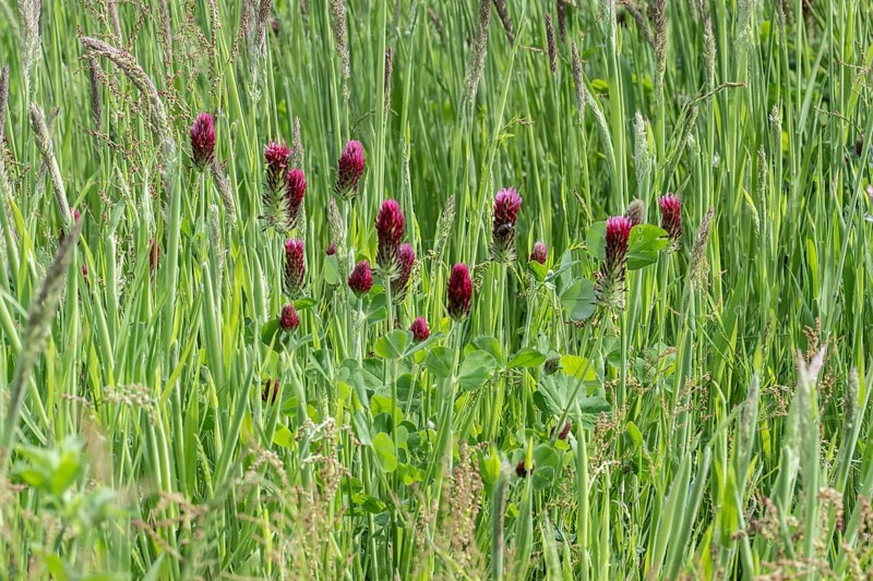 Incarnate clover (Trifolium incarnatum), Emsland, Lower Saxony, Germany, Europe
