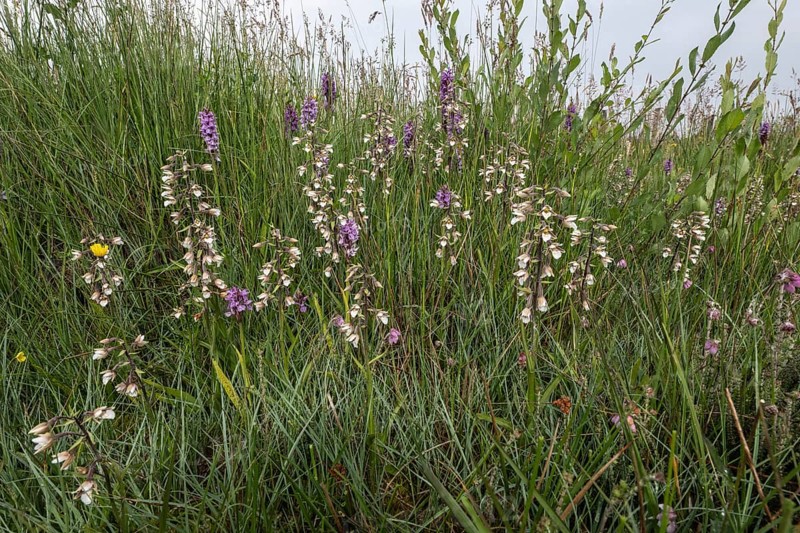 Marsh helleborine (Epipactis palustris) and Southern marsh orchid (Dactylorhiza praetermissa), Emsland, Lower Saxony, Germany, Europe