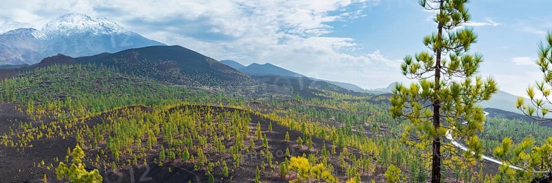 Canary Island pines (Pinus canariensis), Mirador de Chio, Teide National Park, Tenerife, Canary Islands, Spain, Europe