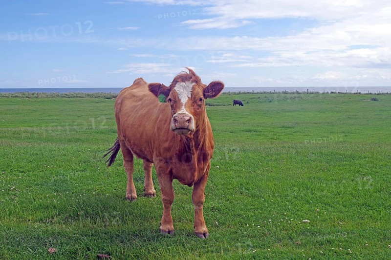 Brown cow on green meadow with blue sky in the background, Humour, Aberdeenshire, Scotland, Great Britain