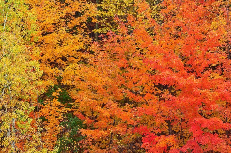 Maple (Acer), in bright orange, red and yellow tones, autumn, Vermont, New England, USA, North America
