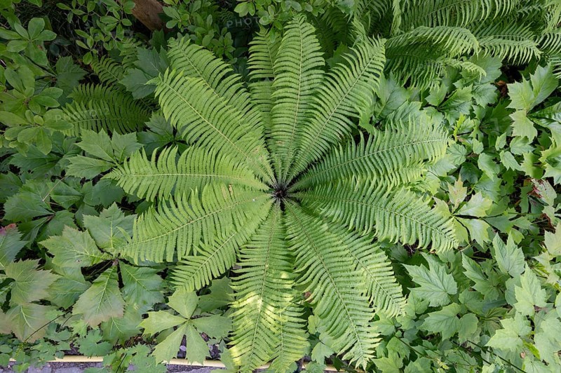 Ostrich fern (Matteuccia struthiopteris), Botanical Garden, Erlangen, Middle Franconia, Bavaria, Germany, Europe