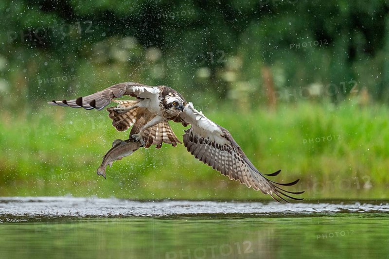 Western osprey (Pandion haliaetus) hunting with a trout, Aviemore, Scotland, Great Britain