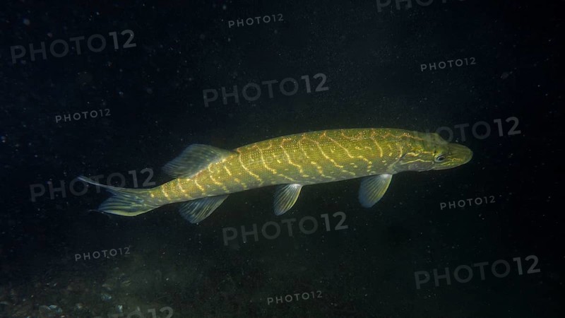 Pike (Esox lucius) at night, Wildsau dive site, Berlingen, Lake Constance, Switzerland, Europe