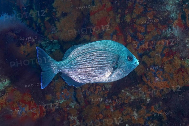 Black seabream (Spondyliosoma cantharus) in the Mediterranean Sea near Hyères, dive site marine reserve Port Cros, Côte d'Azur, France, Europe