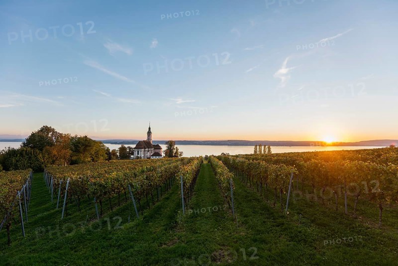 Pilgrimage church Birnau with vineyards in autumn, sunset, Uhldingen-Mühlhofen, Lake Constance, Baden-Württemberg, Germany, Europe