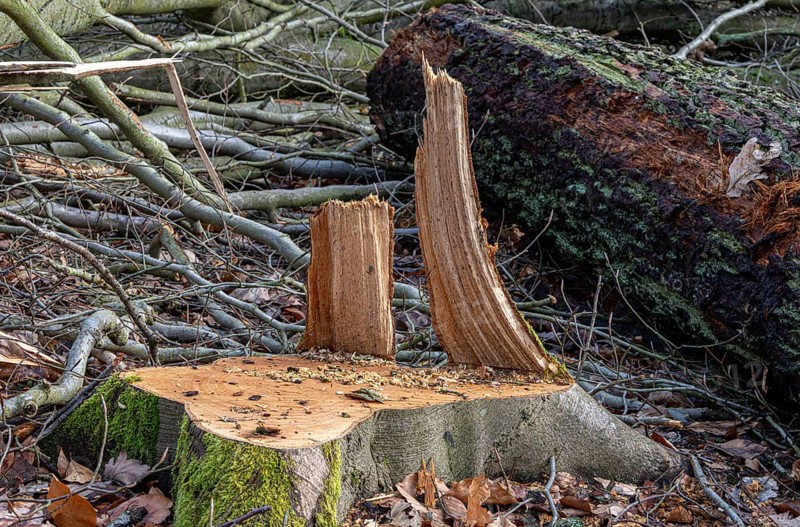 Detailed photo, forestry and clearing in the forest, Berlin, Germany, Europe
