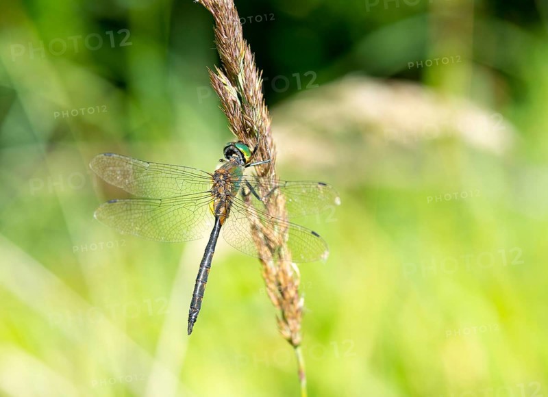 Yellow-spotted emerald (Somatochlora flavomaculata) sitting on a grass spike, with blurred green background, close-up, macro shot, stalk, Achterwasser, Gnitz nature reserve, Usedom Island, Mecklenburg-Western Pomerania, Germany, Europe