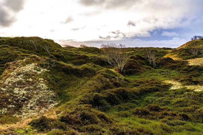 North Sea island of Spiekeroog, East Frisia, Lower Saxony, Germany, dune landscape, in the eastern part of the island, Europe