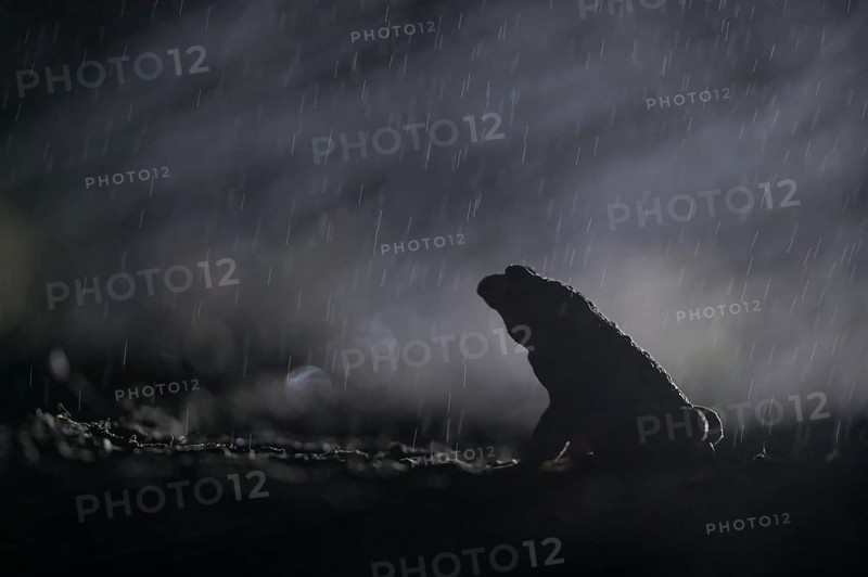 Common toad (Bufo bufo), single male, in the rain, on the way to the spawning waters, evening, toad migration, Bottrop, Ruhr area, North Rhine-Westphalia, Germany, Europe