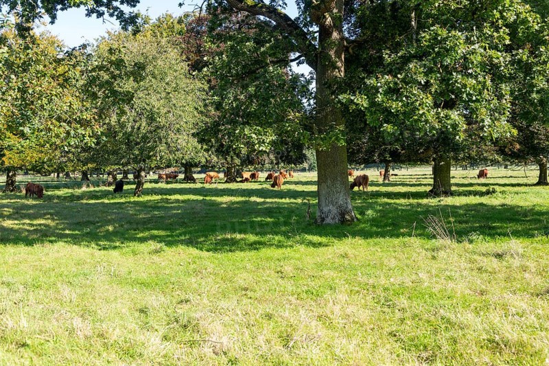 Brown cattle grazing under trees in Fairford Park estate, Fairford, Cotswolds Gloucestershire, England, UK