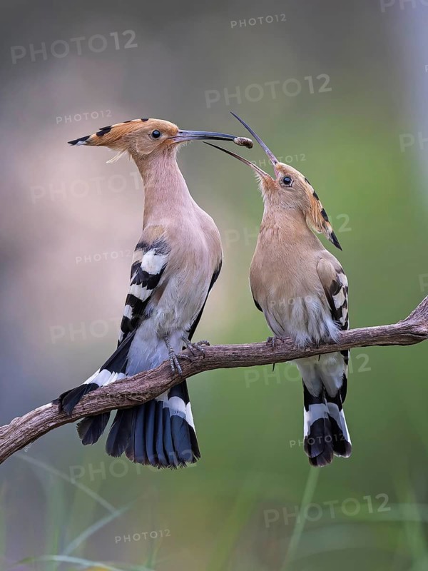 Hoopoe (Upupa epops) Bird of the Year 2022, courtship, mating, pair, male, female, with caterpillar as bridal gift, interaction, erected bonnet, sunrise, Middle Elbe Biosphere Reserve, Saxony-Anhalt, Germany, Europe