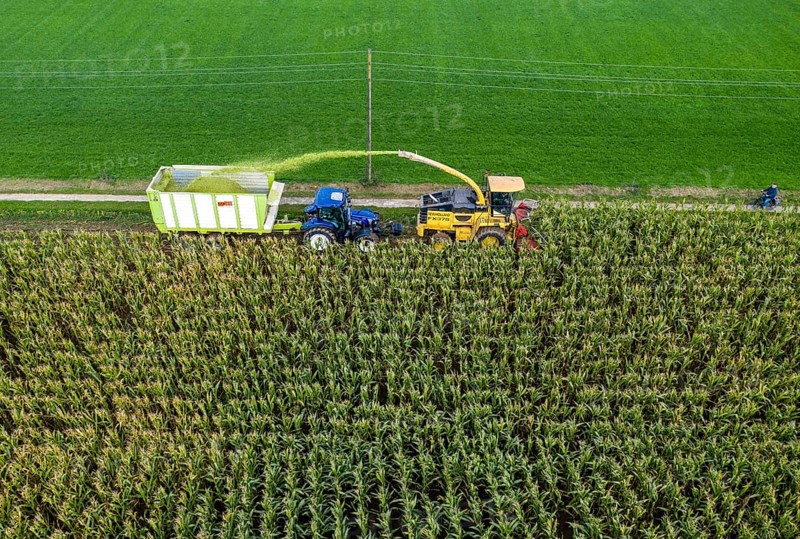 Maize harvest, combine harvester, chopper works its way through a maize field, the silage is pumped directly into a trailer, serves as cattle feed, Lower Rhine, Rees, North Rhine-Westphalia, Germany, Europe