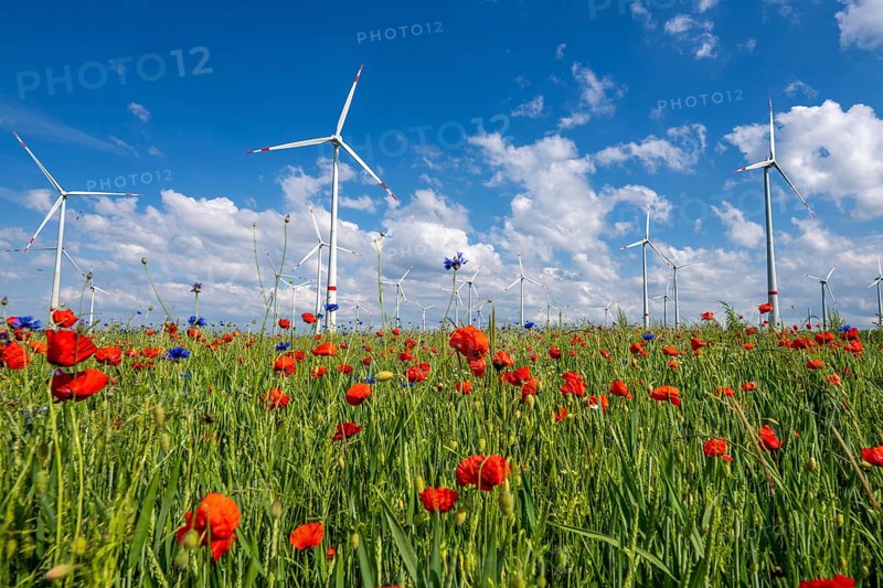 Wind farm, field with flower strips, insect-friendly border of fields with mixed flowers, poppies, north of Marsberg, Hochsauerlandkreis, North Rhine-Westphalia, Germany, Europe