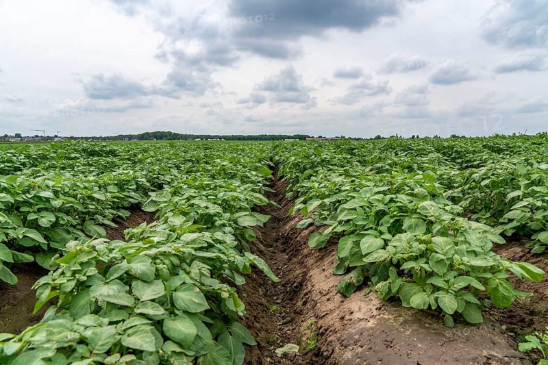 Potato field, potato ridges, early potatoes, 6 weeks after planting, just over 3 weeks until harvest, North Rhine-Westphalia, Germany, Europe