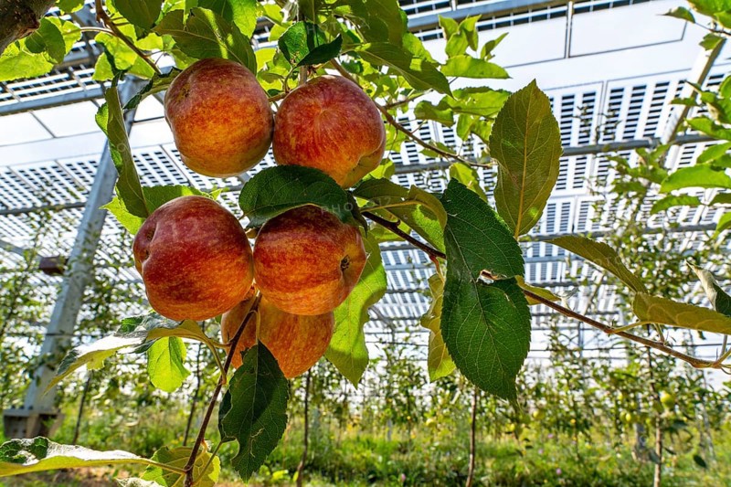 Agri-photovoltaic test plant, an apple tree plantation with two different systems of PV modules was roofed over 3000 square metres, rain and sunlight comes through, at the same time protection against hail and heavy rain, next to it are the same trees but without a solar roof, as a comparison object, how the PV roof affects the trees and harvest, the field test is accompanied by the Fraunhofer Institute for Solar Energy Systems ISE, in Grafschaft-Gelsdorf, Rhineland-Palatinate, Germany, Europe