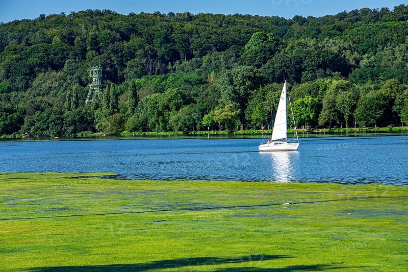 Waterweed, Elodea, an invasive species, green carpet of plants on Lake Baldeney in Essen, the fast-growing aquatic plant proliferates on large parts of the Ruhr reservoir, increased water temperatures accelerate growth, leisure boat traffic is severely impaired, view of the shore of Essen-Heisingen, headframe of the former Carl Funke colliery, Essen, North Rhine-Westphalia, Germany, Europe