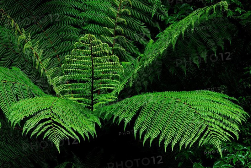 Fern Branch, Westland National Park, South West New Zealand World Heritage Site, West Coast, South Island New Zealand Westland National Park, South Island, New Zealand, Oceania