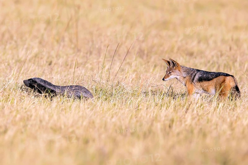 Honey badger (Mellivara capensis) and black-backed jackal (Canis mesomeles) Botswana, Botswana, Botswana, Africa