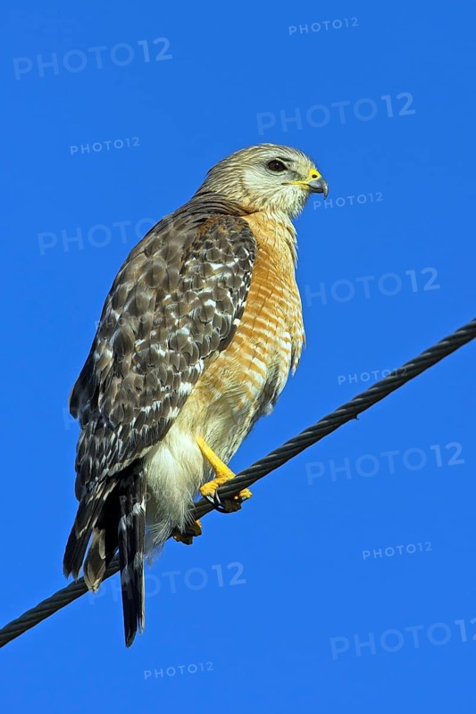 Red-shouldered hawk (Buteo lineatus), Venice Landfill, Venice, Florida, USA, North America