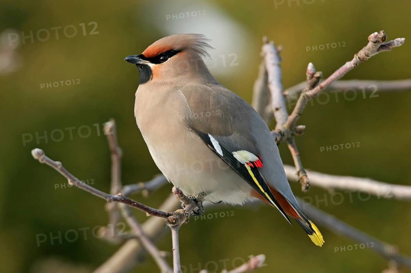 Bohemian waxwing (Bombycilla garrulus), Yes, Bad Dürkheim district, Rhineland-Palatinate, Federal Republic of Germany
