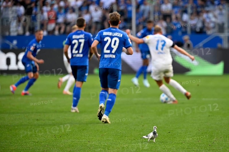 White pigeon on the pitch, grass, during Bundesliga football match TSG 1899 Hoffenheim vs Holstein Kiel KSV, curious, PreZero Arena, Sinsheim, Baden-Württemberg, Germany, Europe