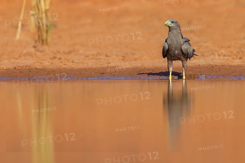 Black Kite, (Milvus aegyptius), Morgan Kunda lodge / road to Kat, Jajari, North Bank, Gambia, Africa