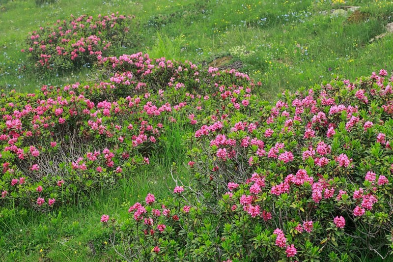 Flowering Rusty-leaved alpenrose perennials, Rhododendron ferrugineum, Swiss Alps