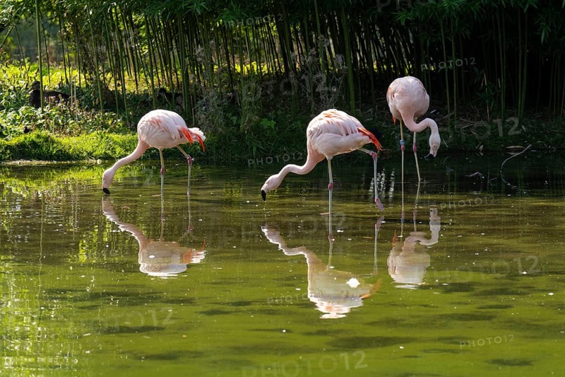 Flamingos (Phoenicopteridae) standing in a pond, reflection, Captive, North Rhine-Westphalia, Germany, Europe